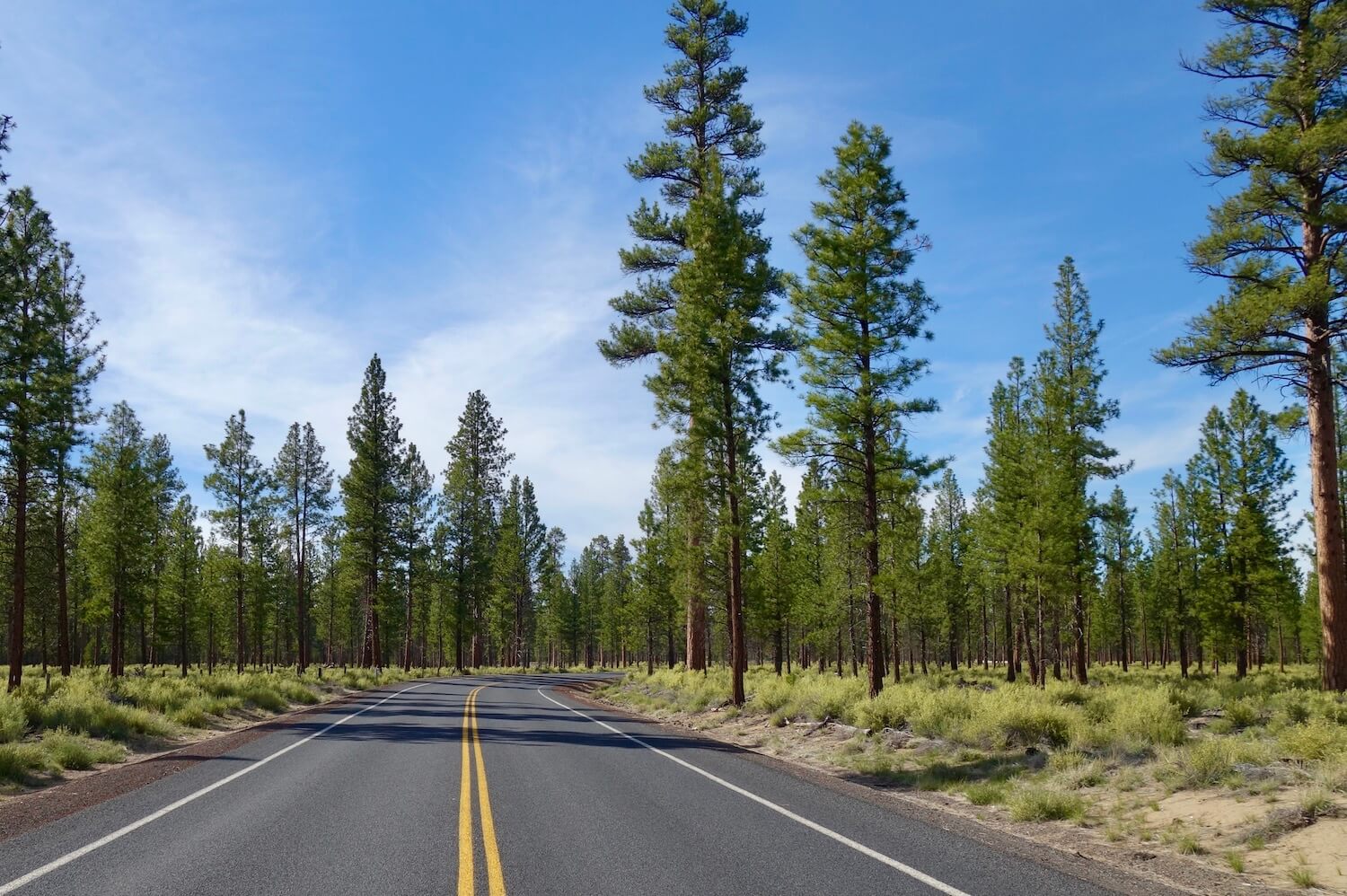 Ponderosa pine trees rise up from a grassy field along the road, which has a double yellow line.  