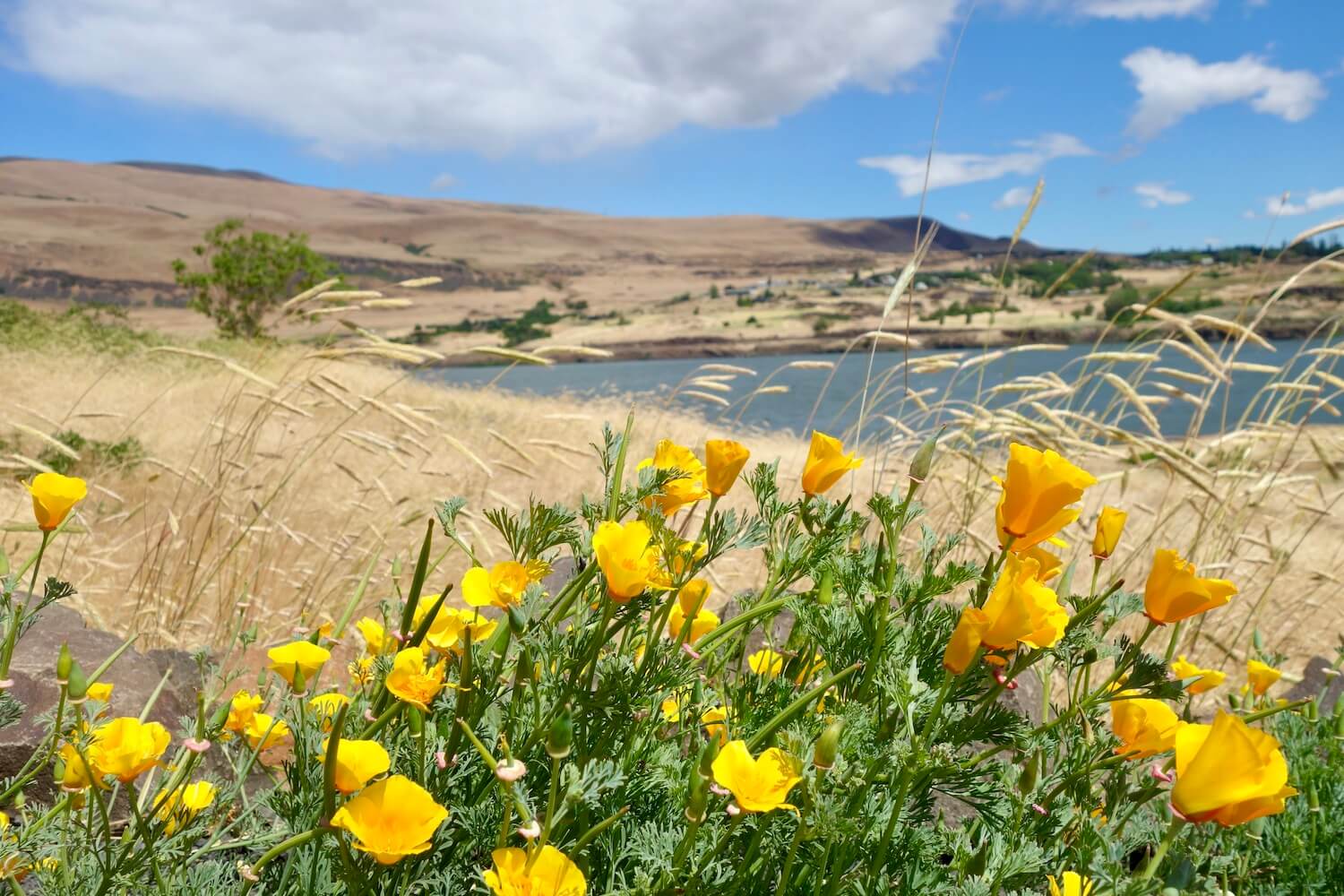 Bright orange poppies with green foliage line the side of a road near the Columbia River in Oregon.  The grass is a dry yellow in the field leading to the water.  The sky above is blue with scattered clouds. 