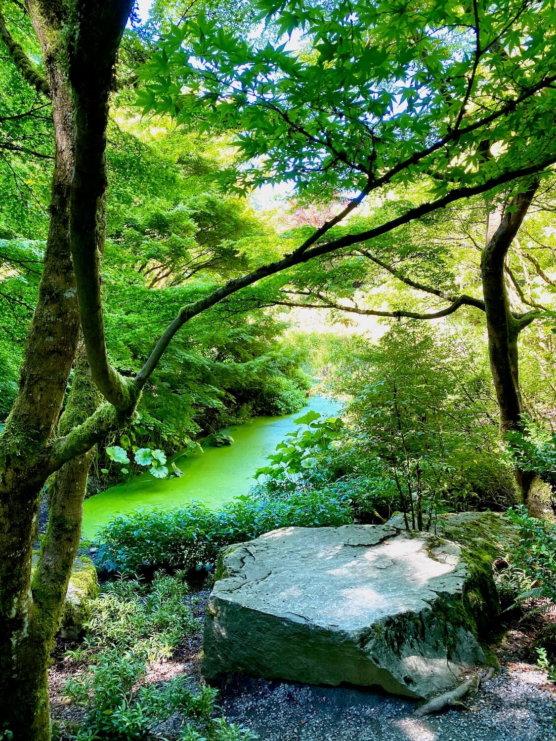 A quietness stirs underneath the bright green canopy of ornate maple trees deep within a Japanese garden.  The pond nearby is covered with a green algae and a prominent rock in the foreground welcomes some green varieties of moss.  Exploring a japans inspired garden is an inspiring outdoor thing to do in Summer in Seattle. 