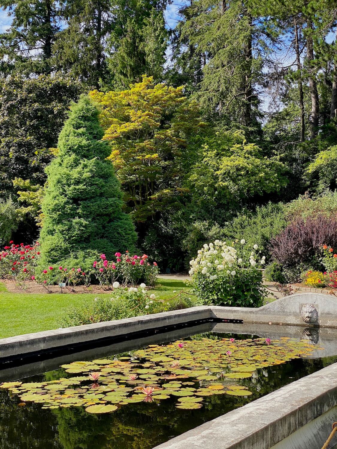 Those moving to Seattle will enjoy all the beautiful botanical gardens like this formal rose garden.  Here a concrete pond holds delicate green lily pads while bushes and trees of various textures and colors provide a backdrop beyond a formal green grassy lawn.
