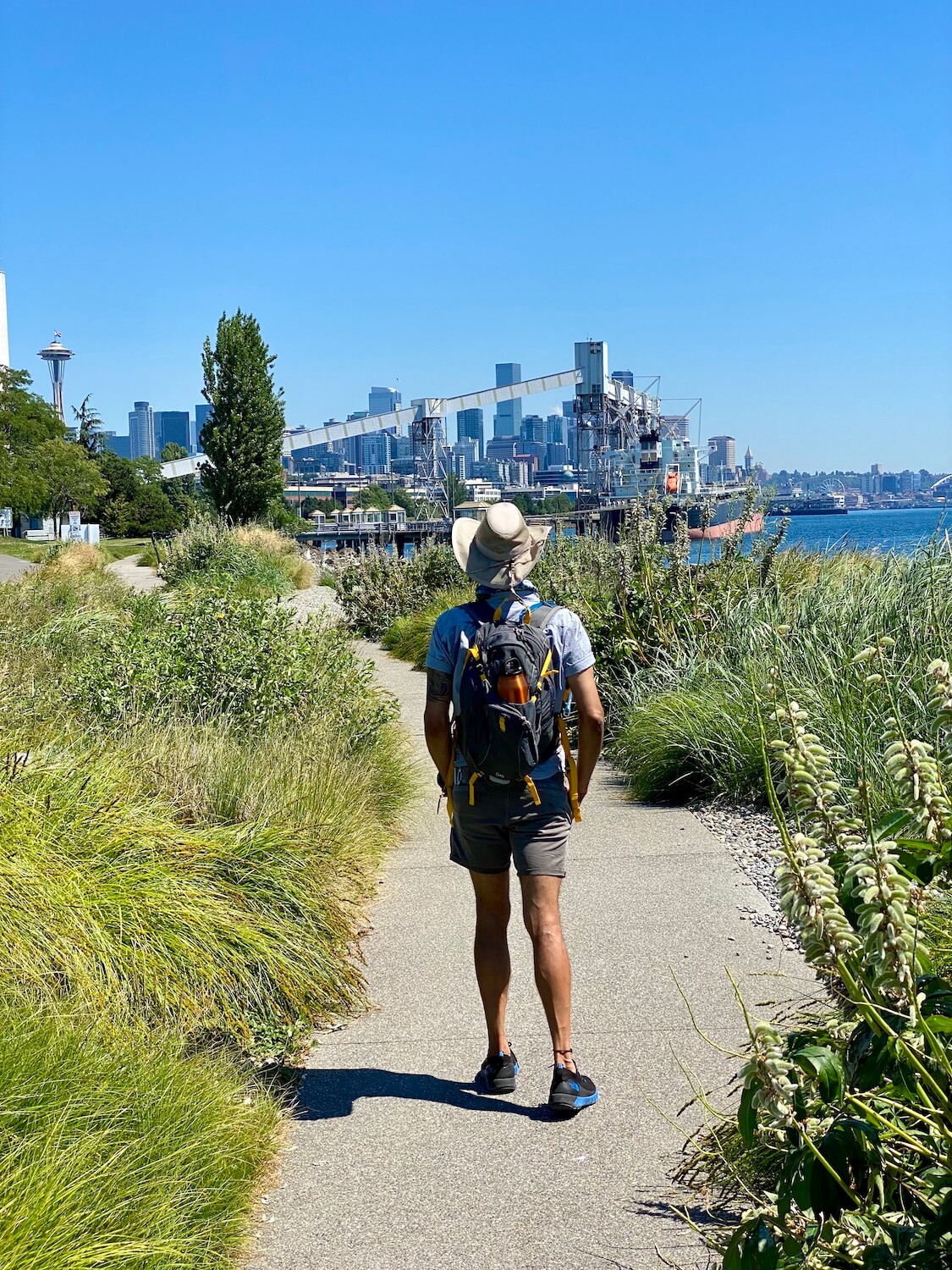 A hiker walks along the Elliott Bay Trail in Seattle. This Summer scene depicts fun things to do along the waterfront. The hiker is surrounded by seagrasses of various green colors while the skyline of industrial Seattle and the Space Needle rise up in the background.