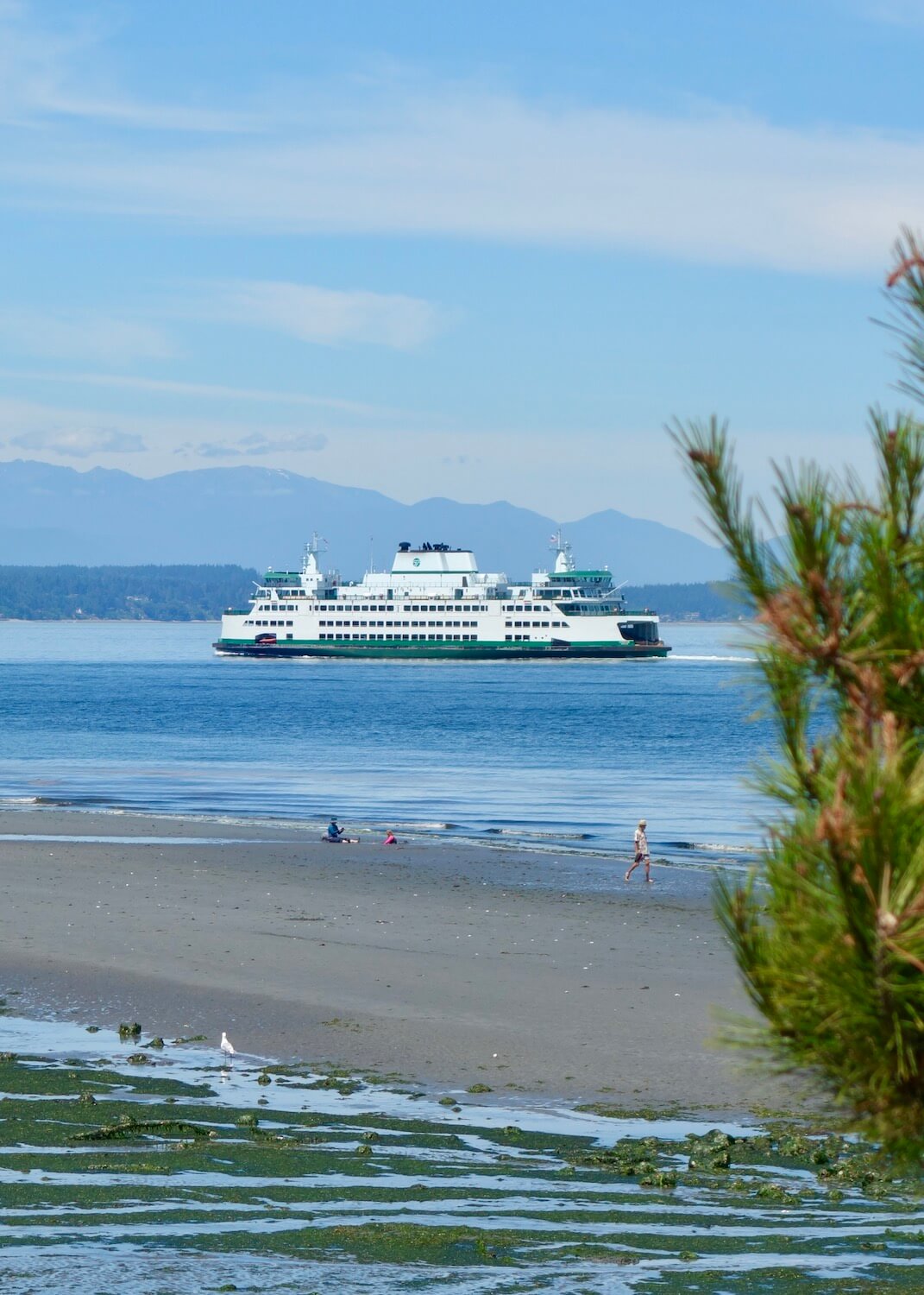 A Washington State ferry makes its way across the blue salish sea while the low tide in the foreground reveals green seaweed and open sandy beaches with people walking.  