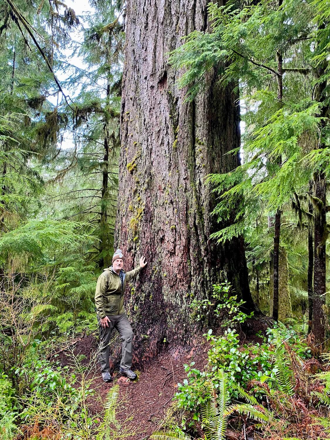 Matthew Kessi stands against a ancient Douglas fir tree in a dense rainforest on the Olympic Peninsula.  The ferns look wet and green amongst lower branches of smaller fir trees.