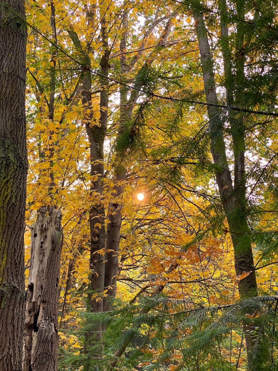 People new to Seattle or moving to Seattle should find a special place to serve as their oasis.  This is a fall scene at a park with the yellow leaves of maple trees with a tight ray of sunshine shining through.  There are a few green fir branches in the forest as well. 
