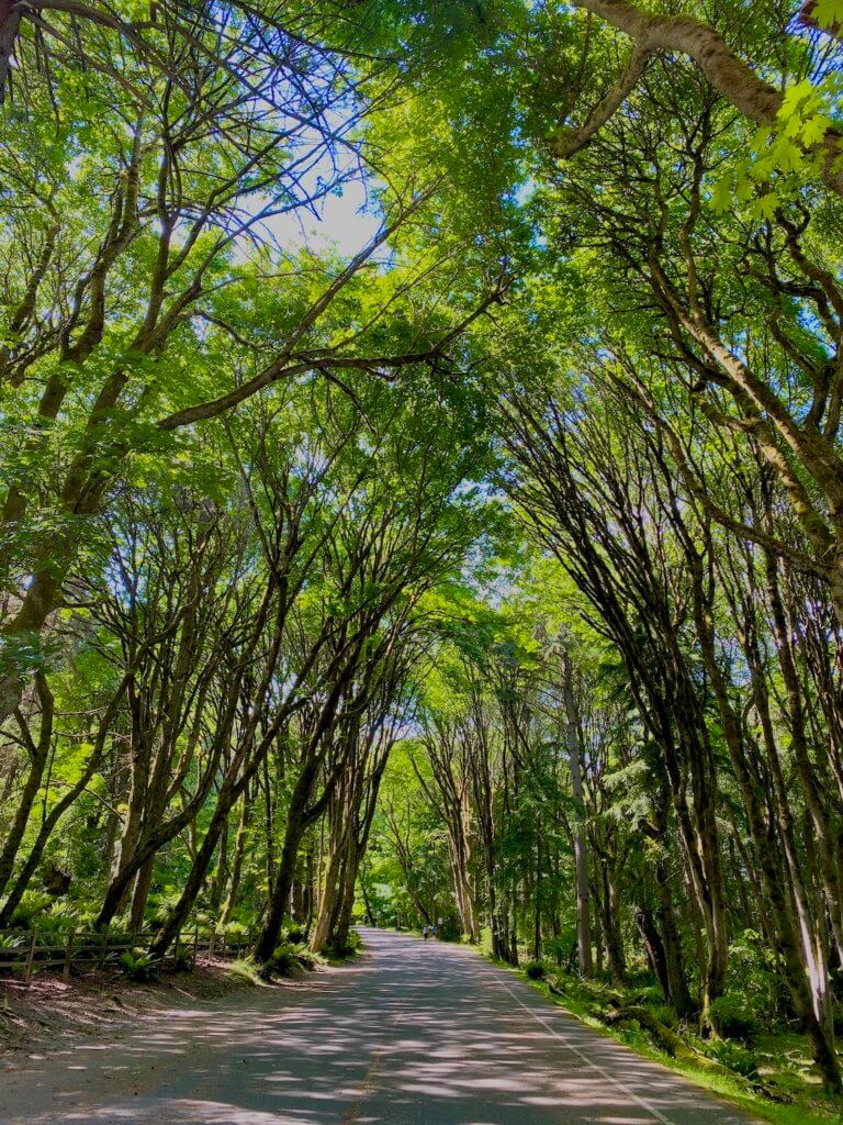 A photo of the stunning green foliage of the maple trees along five mile drive in Point Defiance Park. The roadway go straight through trees reaching up to the heavens, creating a rich canopy with a few patches of blue sky.