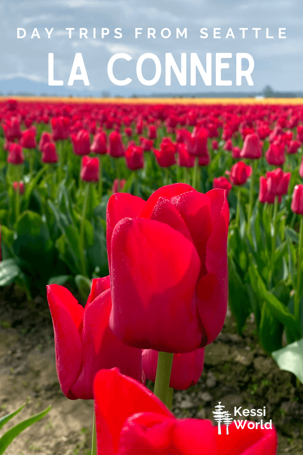 This Pinterest pin displays white letters that read "day trips from Seattle" and highlights La Conner Washington. The photo shows a bright red tulip rising up into the shot while thousands of others in the field beyond are slightly out of focus and contrast with the bright green stems. There is a layer of yellow tulips in the far field and the sky is gray and cloudy.