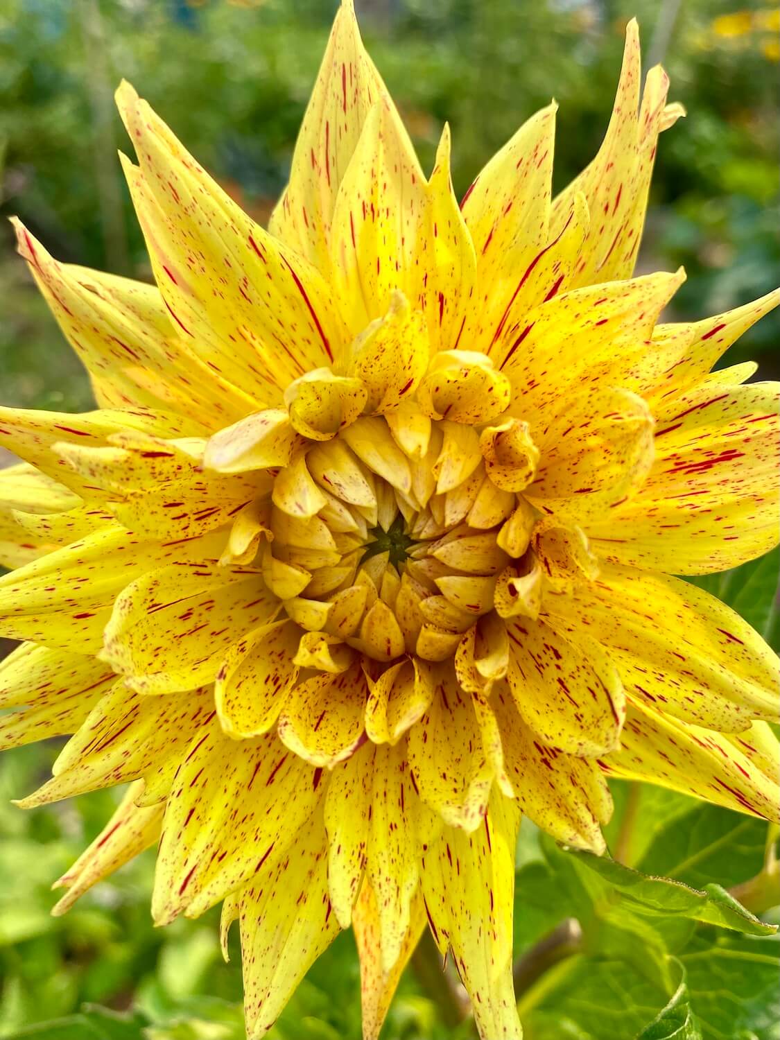 A bright yellow dahlia shines with specks of red flowing through while the green foliage is slightly out of focus.  This picture represents the Sun archetype of the tarot and was taken at a community garden in Seattle.