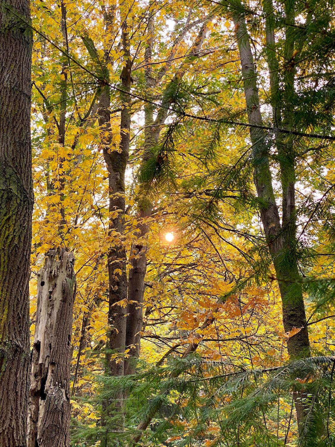 The sun shines through a thick forest mixed with fir trees and maple that are changing colors to fall. 