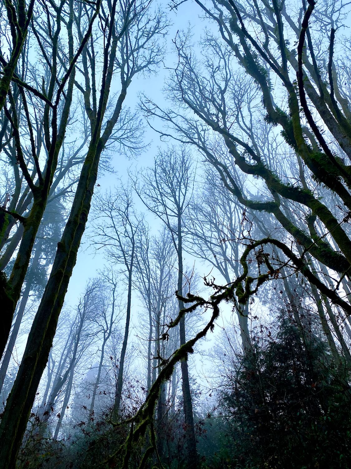This view of a Winter forest, with bare trees in Ravenna Park in Seattle represents the Hermit in the tarot
