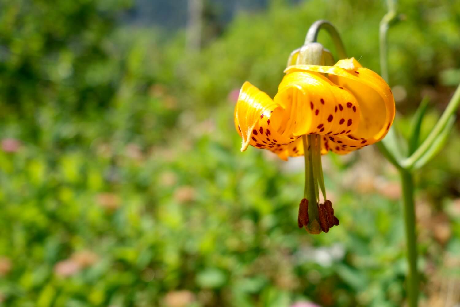 A delicate yellow flower with red dots begins to open up while facing downward toward the meadow floor.