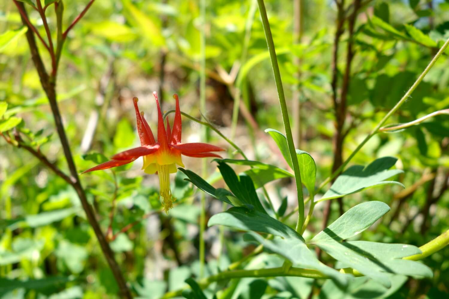 An ornate alpine flower with red petals and yellow center clings to a green bush deep within the alpine forest.