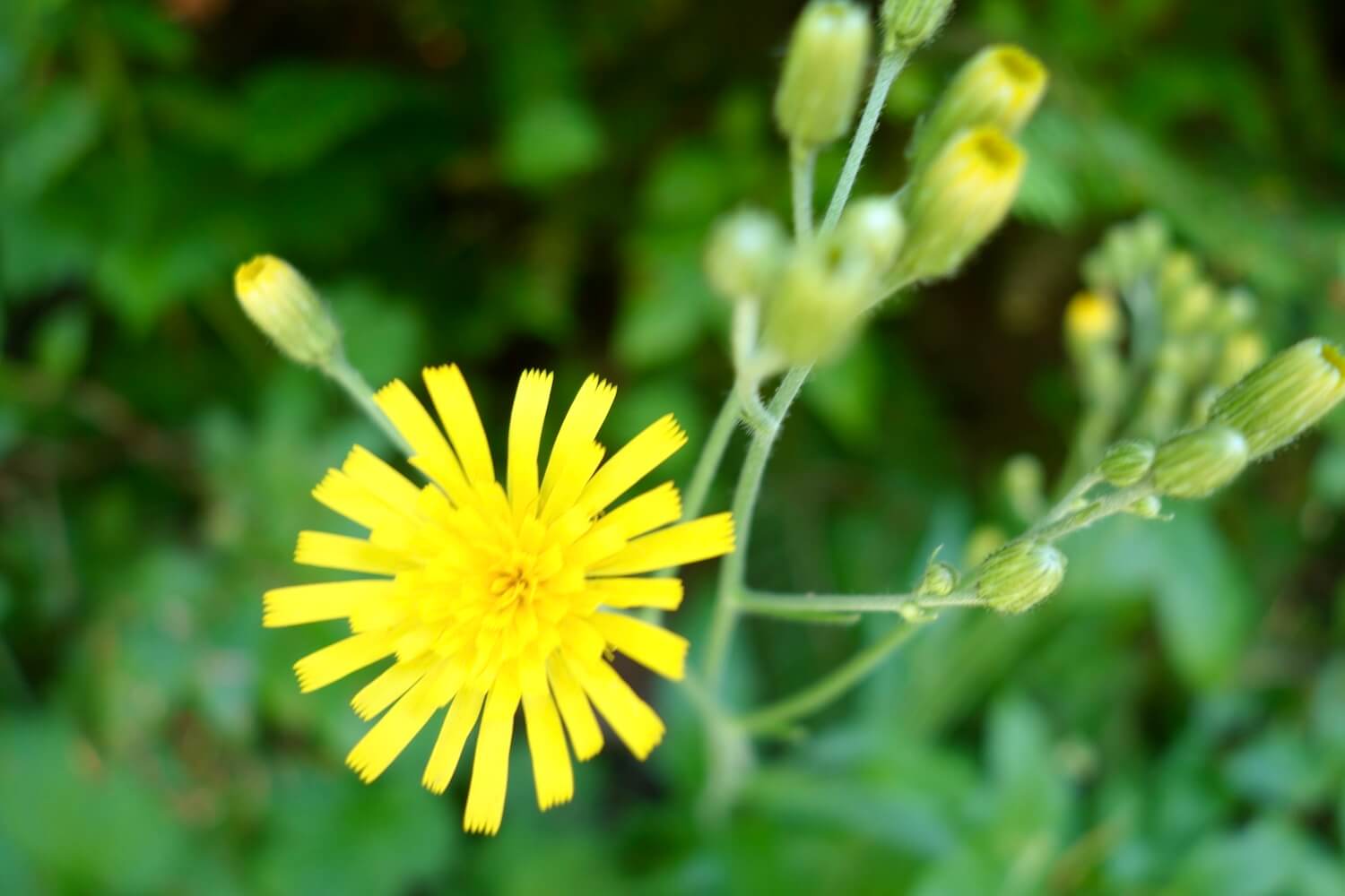 A yellow alpine flower opens up to the sun amongst other blooms that are still forming. In the background is green foliage of the forest.