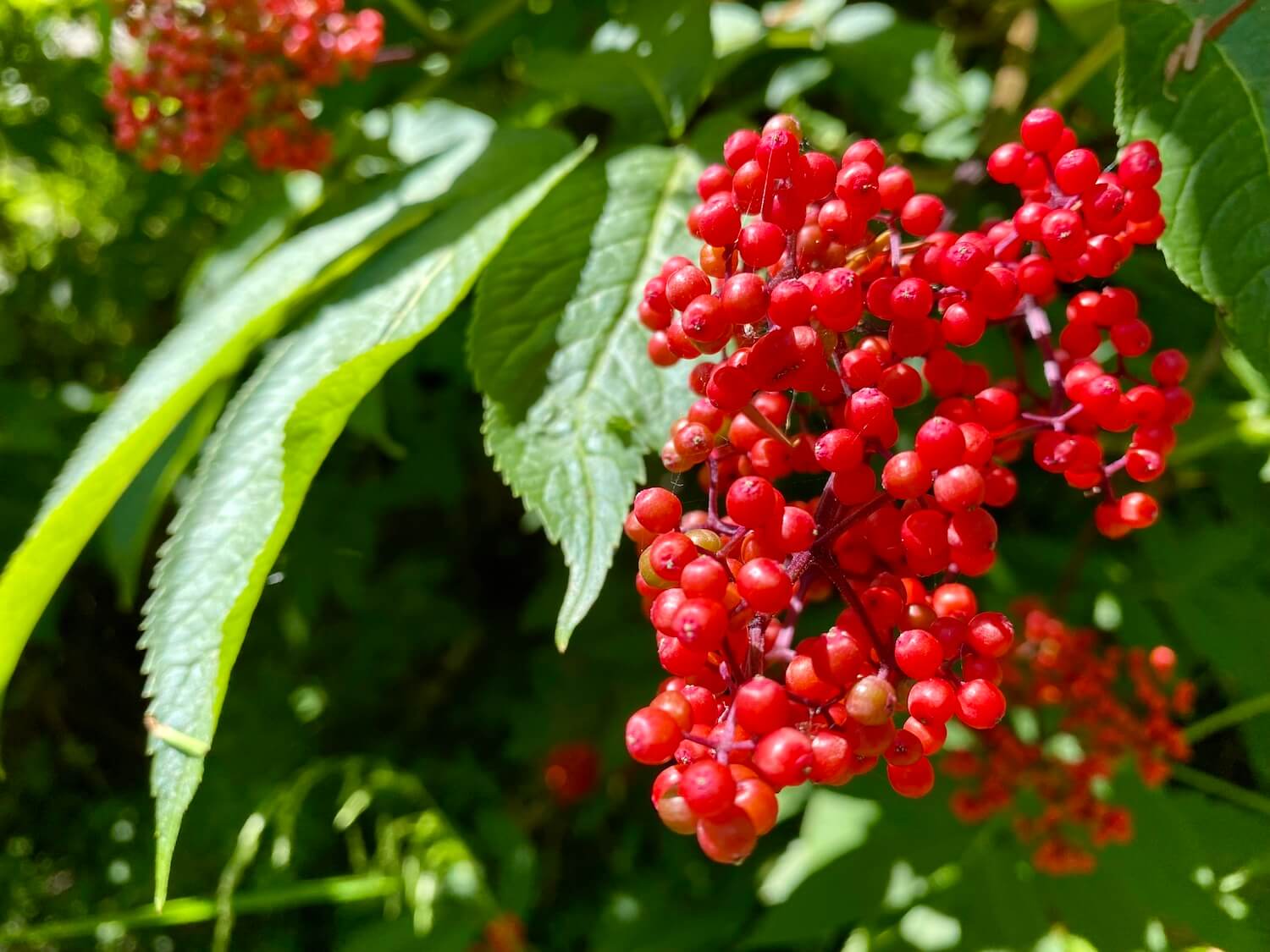 Bright red berries form a large bunch hanging to a green bush with sun shining on the leaves.