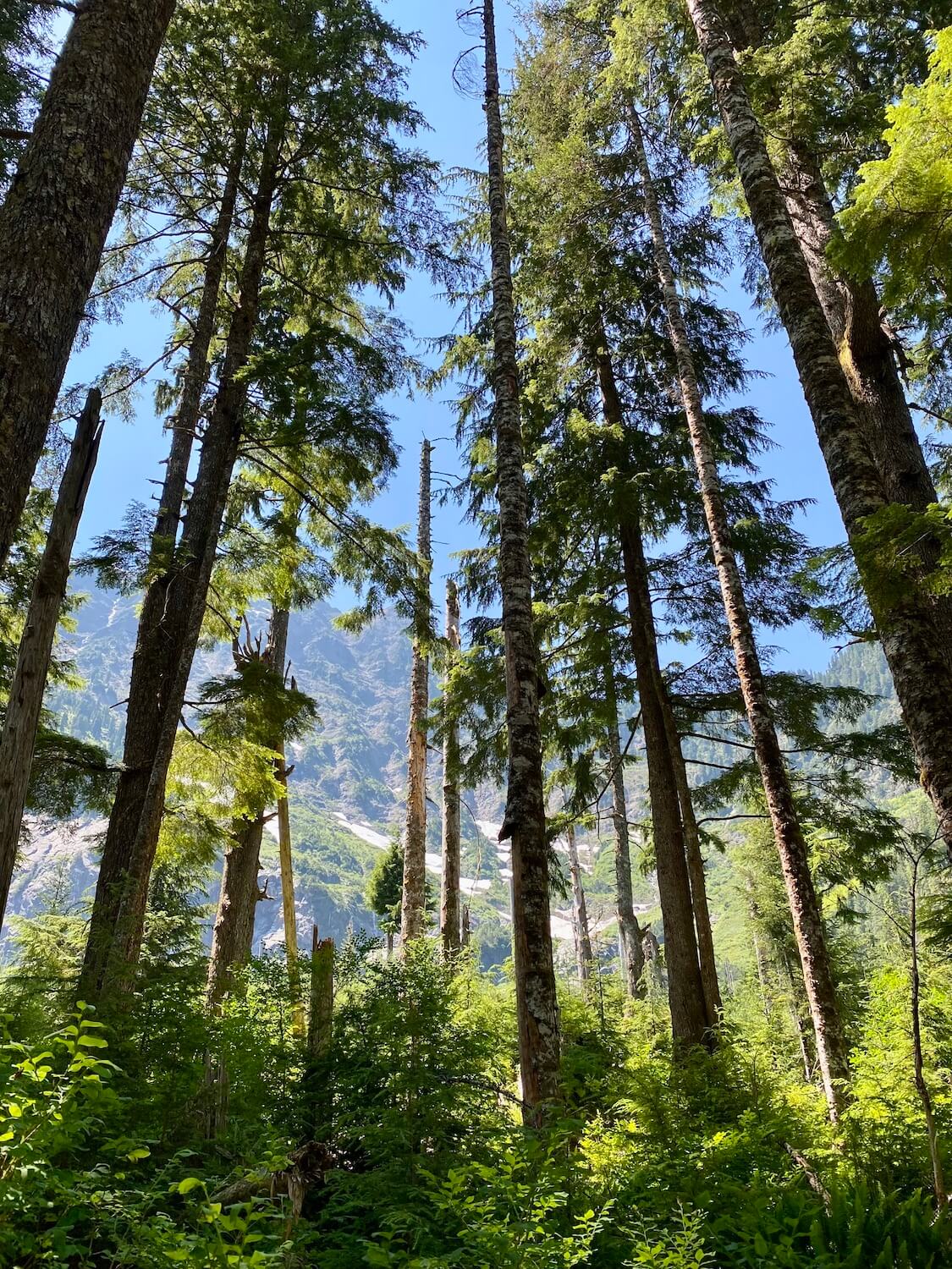 Alpine fir trees rise up toward the blue sky amongst a forest scene that eventually gives way to the snow-capped mountains.