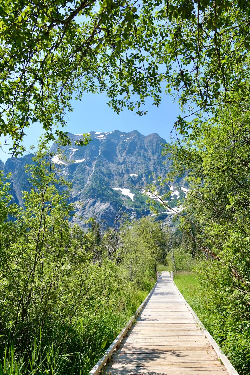 A boardwalk made of wood flows straight forward toward Big Four Mountain amongst many varieties of green plants, including a leafy tree overhead.