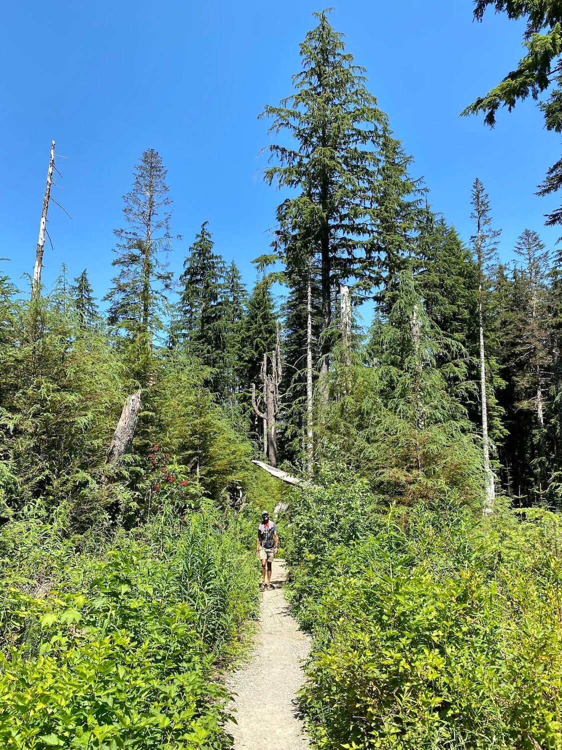 The hiking trail to Big Four Ice Caves begins to open up to large green shrubs with a few trees in the background under blue sky.