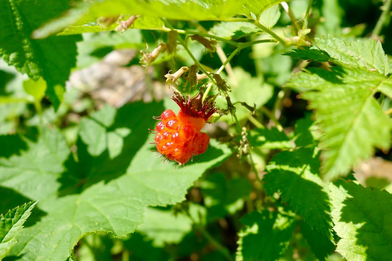 The orangish yellow of the wild raspberry shines in the sunlight amongst the green leafy foliage of the plants, with shadows cast.