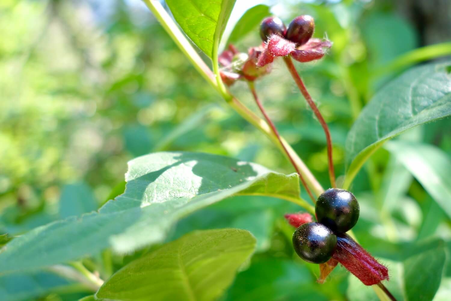 Two dark purple ripe berries cling to a green stalk surrounded by leafs with shadows from the bright sun above.