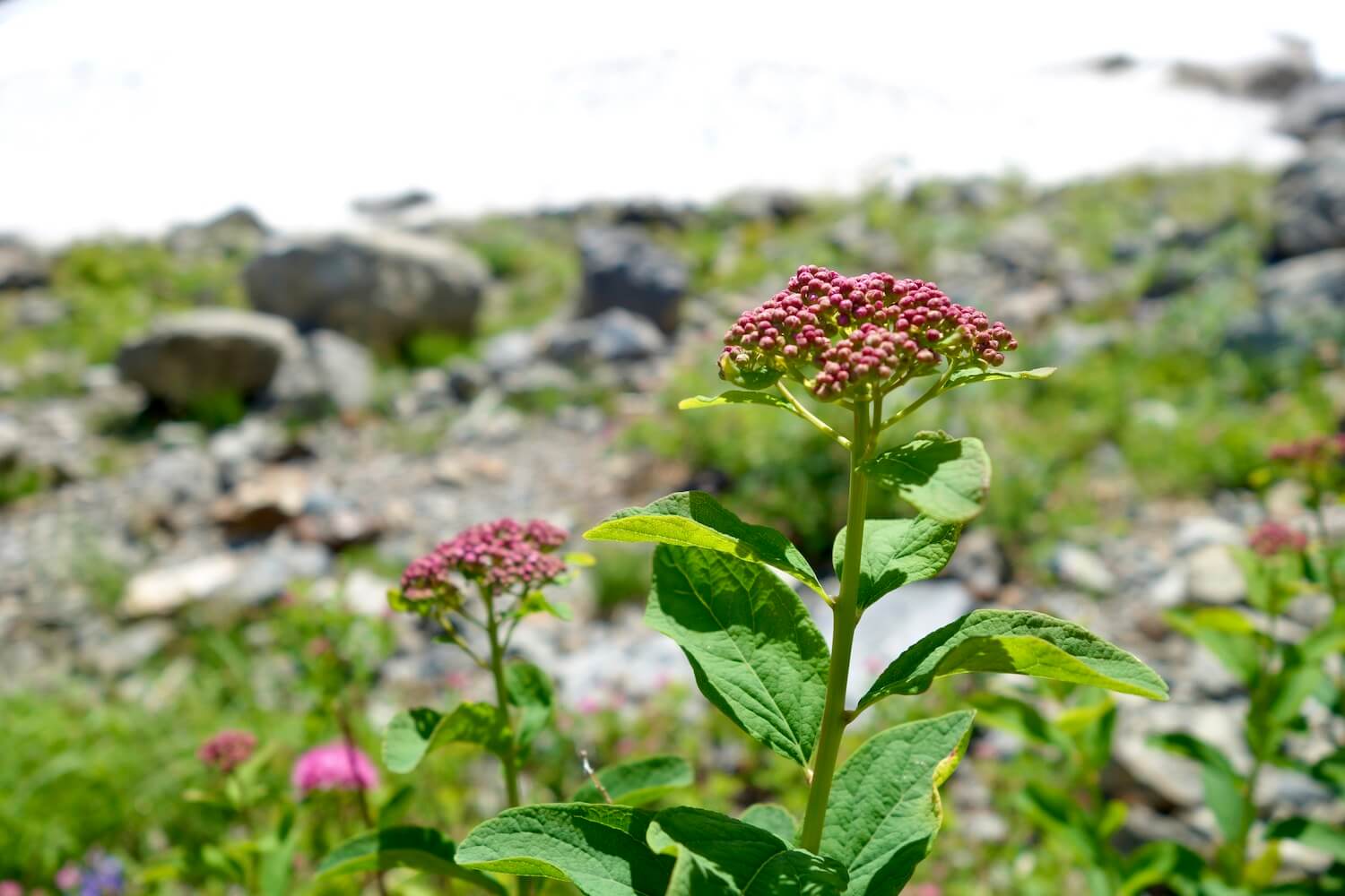 An alpine flower at Big Four Ice Caves prepares to flower with tight purple buds atop a leafy green plant. In the background and out of focus is the snow and ice field.