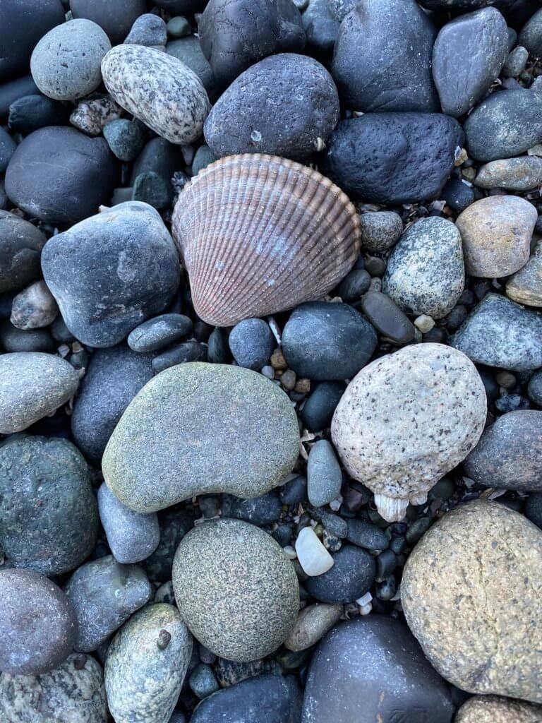 A seashell sits on the beach amongst large rocks.