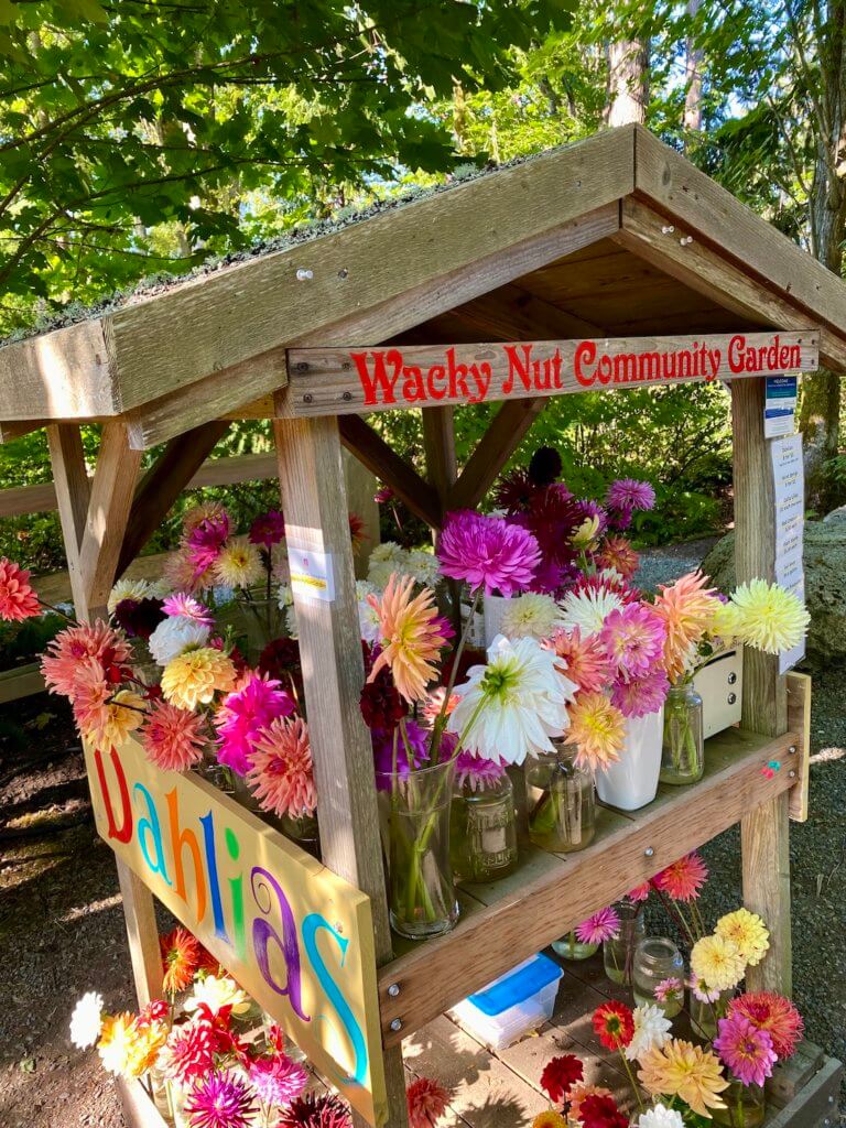 An honor cart flower store is packed full of dahlias for sale with all sorts of colors and colorful sign.