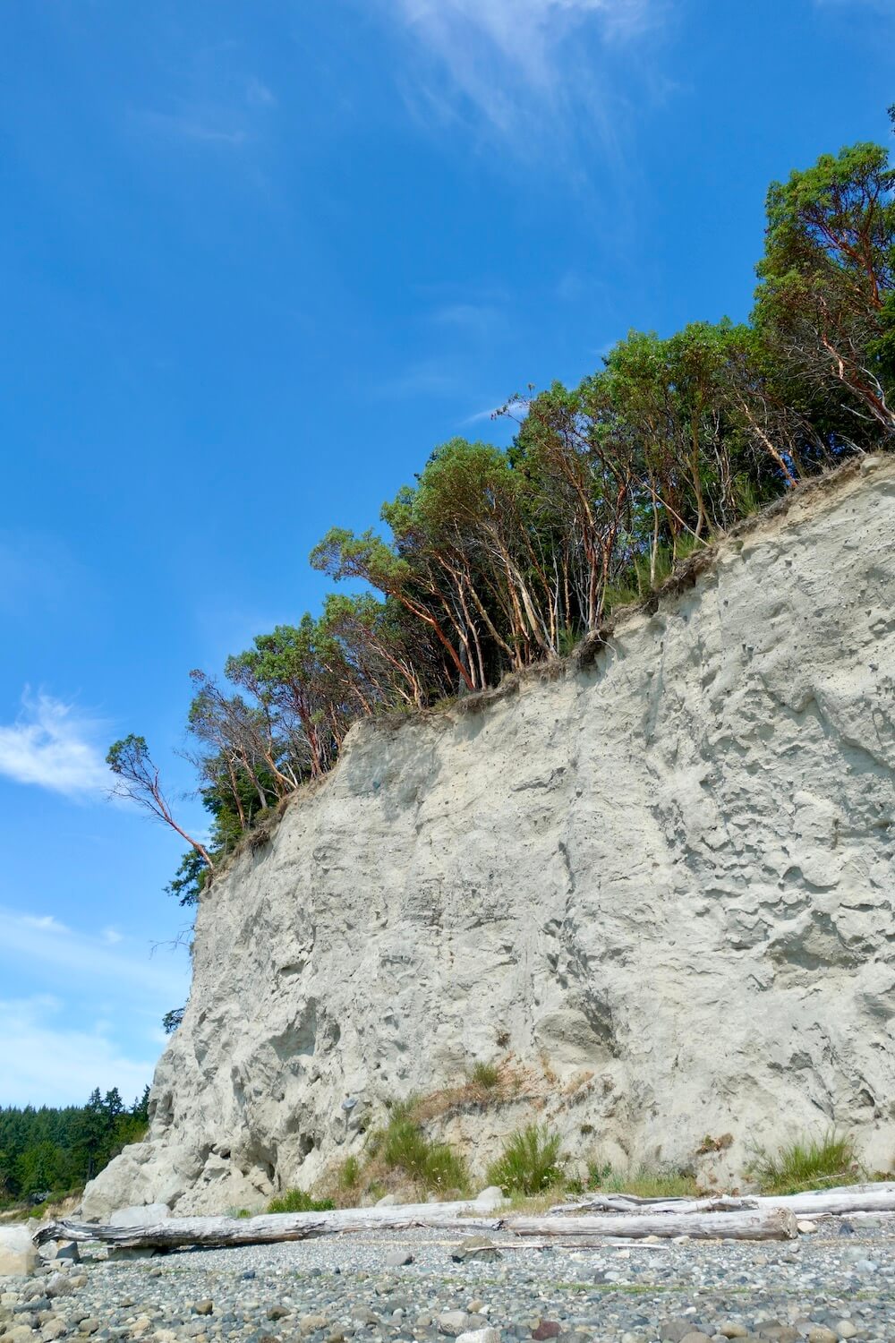 The steep cliffs of whitish dirt lead up to a forest of madrona and cedar trees clinging to the land for dear life.  The sky is blue and the beach below is made up of round pebbles and larger boulders.