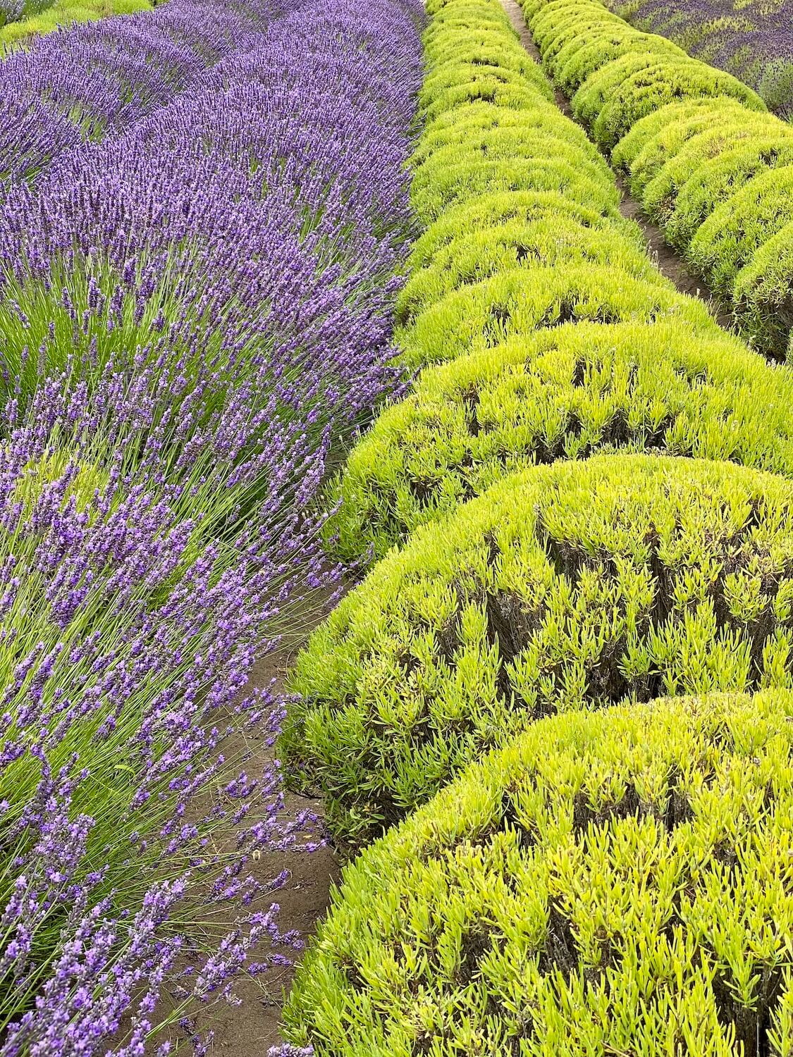Lavender fields offer a look at different varieties of the plants. Two rows are a bright lime green while two more have sprouts of the purple flowers pushing out on green stalks.