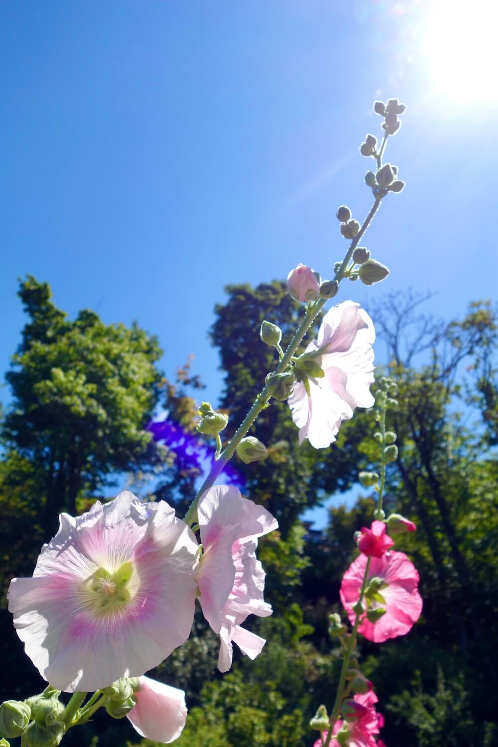 Hollyhocks shine in the midday sun at Streissguth Gardens in Seattle.  