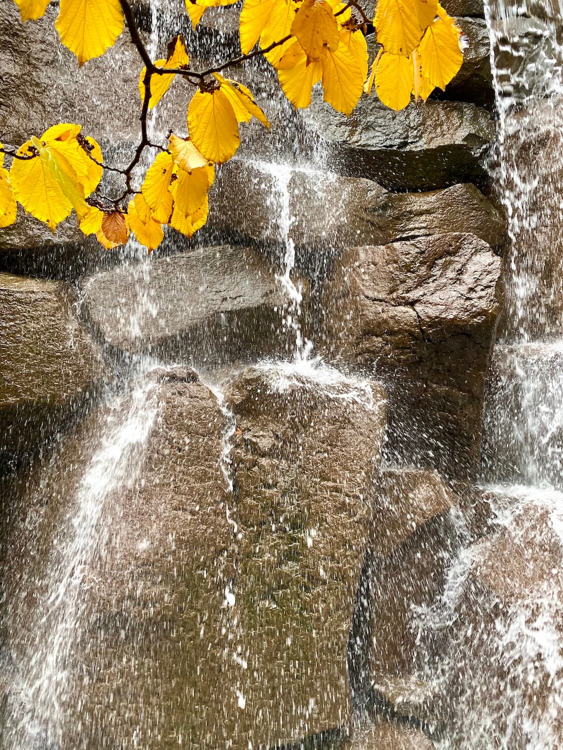 Water splashes down a waterfall in this Fall in Seattle scene, including a branch with yellow autumn leaves.
