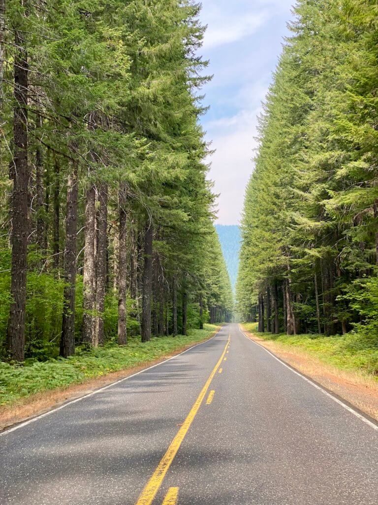 A forested road heads toward more forest with trees on both sides of the road, somewhere on the drive between Seattle and Portland. They are bright green with fir branches and the roadway has a yellow line in the middle. This is the road that goes to Spirit Lake, Washington, which is on Mount St. Helens.