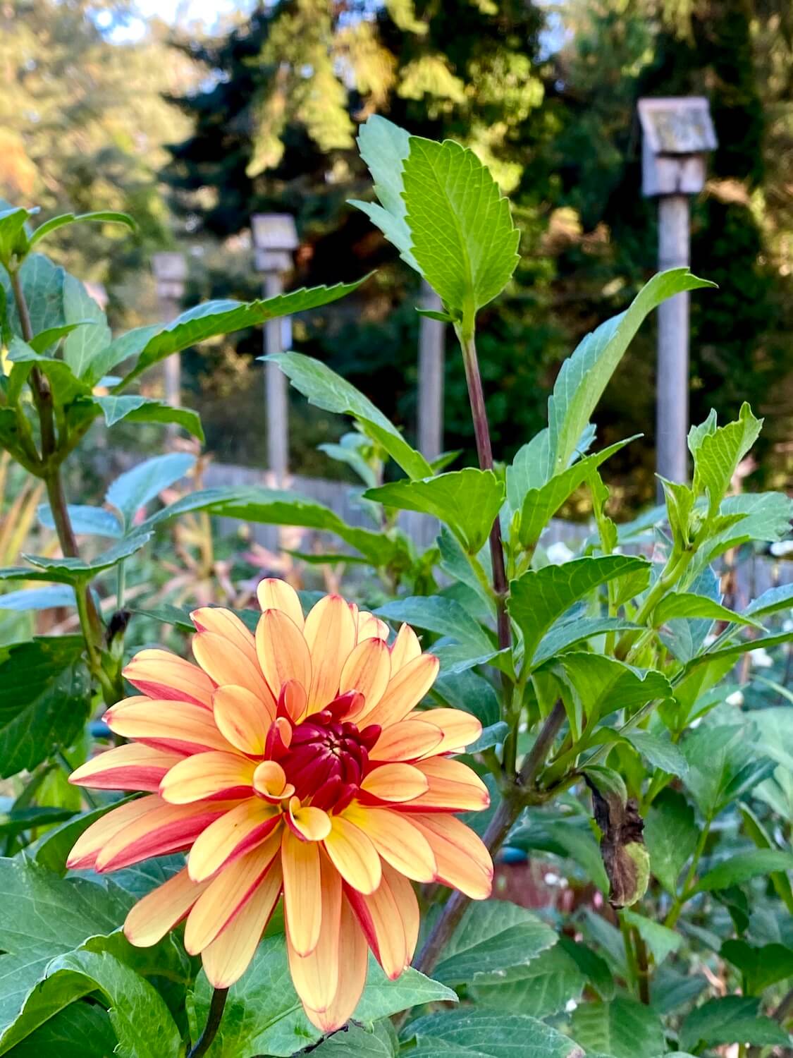 A beautiful orange dahlia pops through green foliage to show offer variegated petals. In the background are birdhouses and other trees.