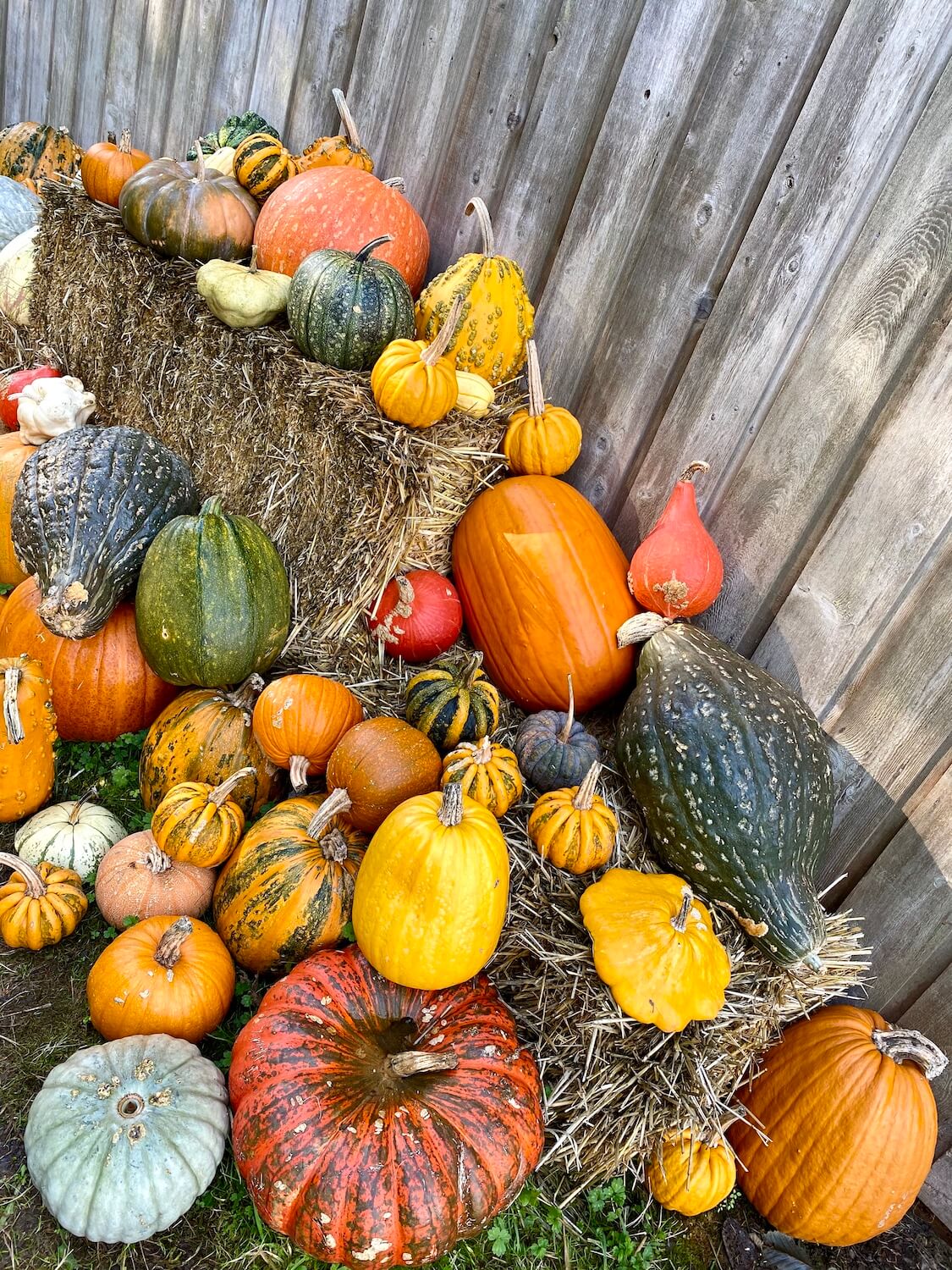 An array of harvest gourds are piled up on some straw bales against a gray wood barn.
