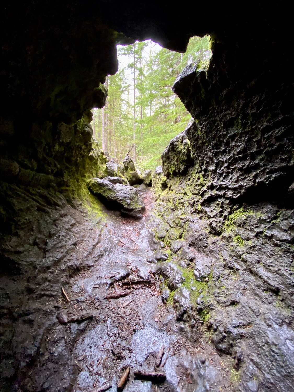 A lava tube reveals the outline of a former fir tree, petrified by molten lava from Mount St. Helens thousands of year ago. Here you can see through the rock to the green trees outside in the forest.