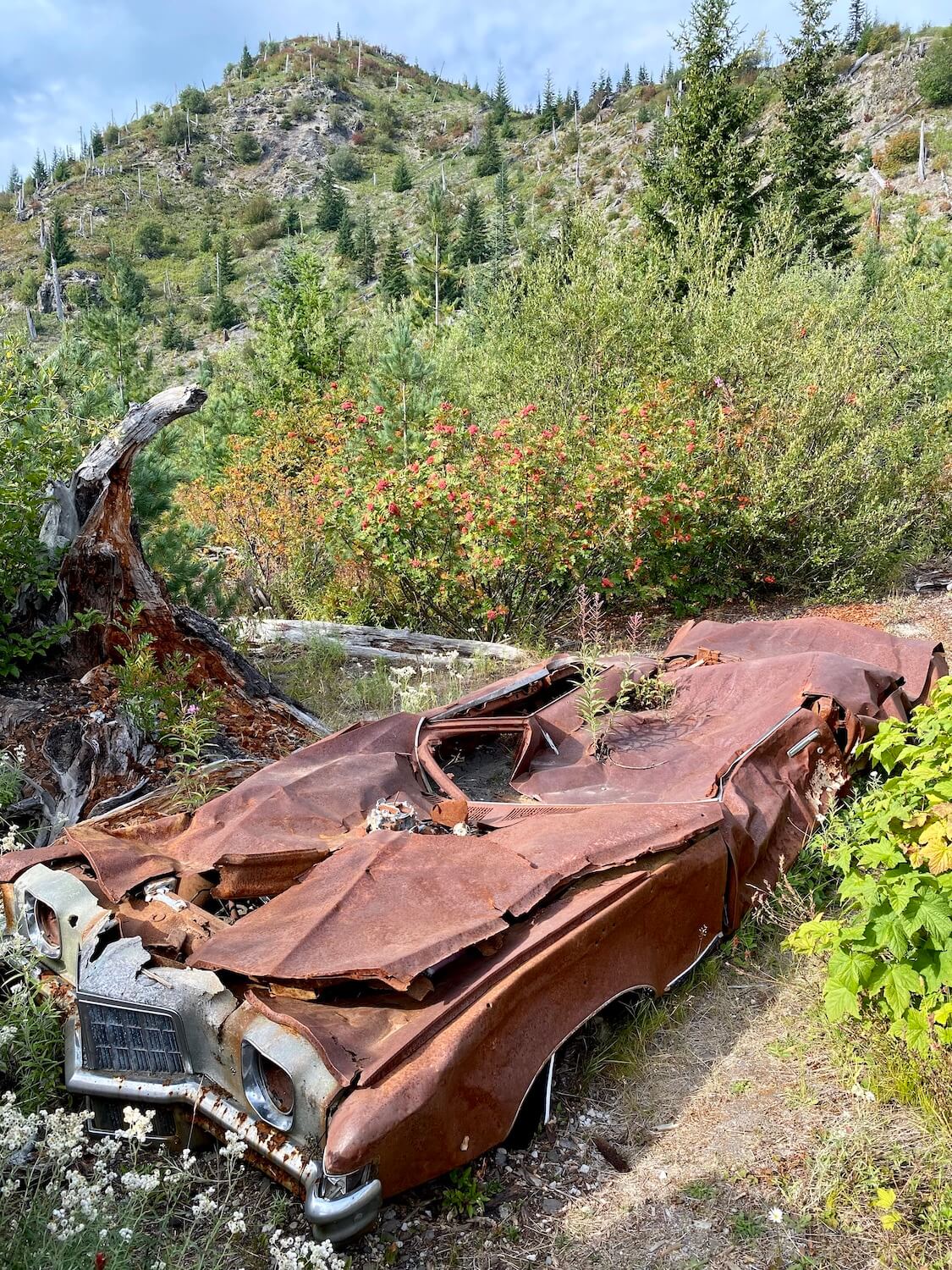 This photo is a 1972 Pontiac Grand Prix that was destroyed in the May 18, 1980 blast of Mount St. Helens. The car is on a hillside with short vegetation and small fir trees. The sky is blue.