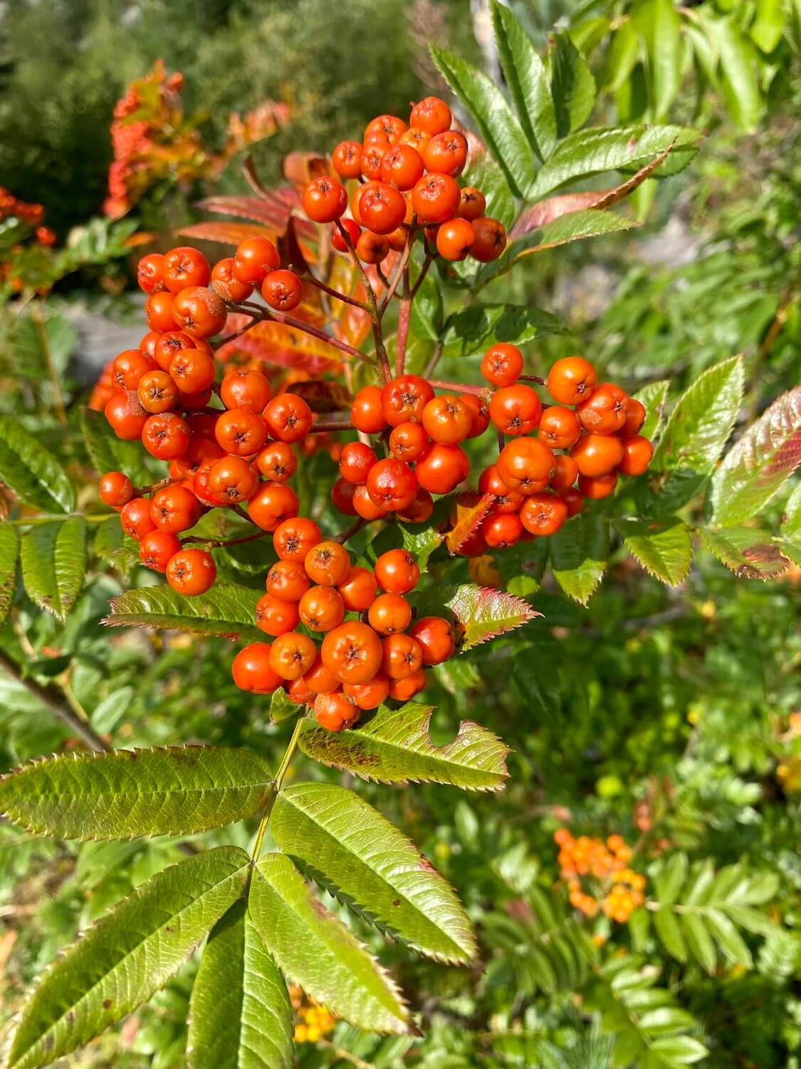 Some bright red berries cling to a green branch on a shrub.