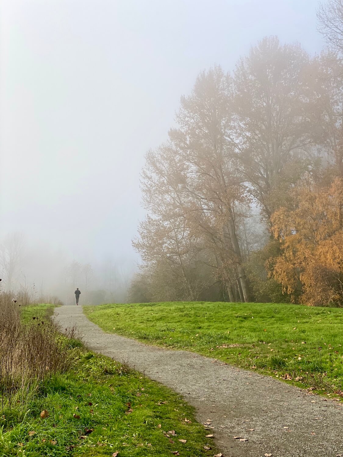 A misty fall day at the University of Washington shows a gravel path in between bright green grass while deciduous trees with orange leaves hover overhead. In the distance a person walks along the path into the misty background.