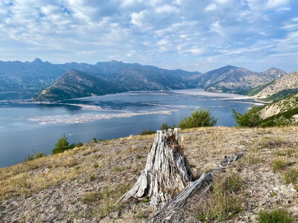 A beautiful view of Spirit Lake, Washington from the Windy Ridge Viewpoint. In the foreground is decomposing stump on a hill with golden grass amongst ash from Mount St. Helens. The lake is vast and blue in the background.