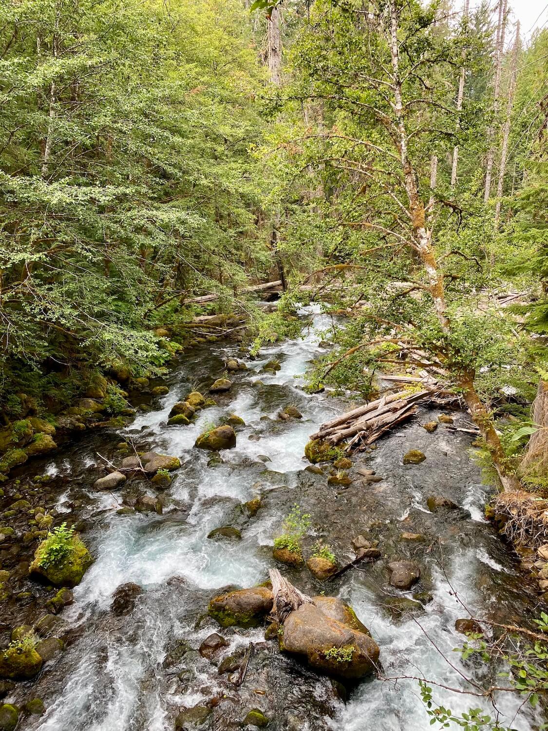 A flowing creek works its way through the Lewis River Recreation Area. There are a number of fir and birch trees hanging over the rushing water.