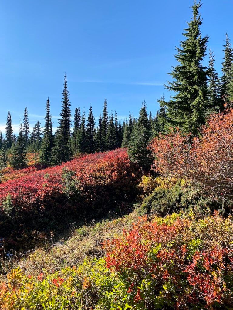 Fall colors on Mt. Rainier near Paradise come to life with red and orange bushes against green fir trees and blue sky.