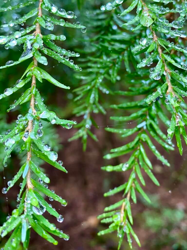 The needles on a fir tree are dripping with water droplets, ready to fall to the ground.