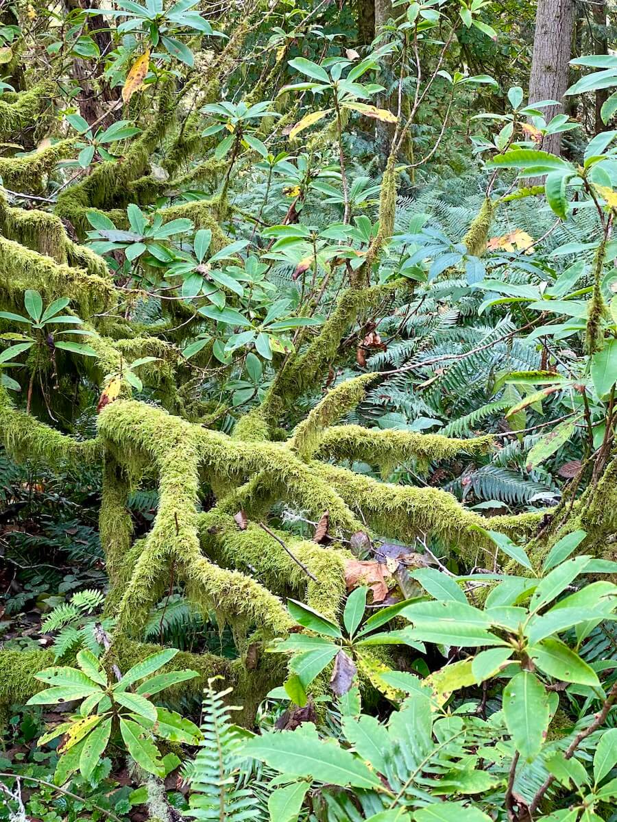 Rhododendron pop through a moss covered branch in a deep forest. All the textures are various greens.