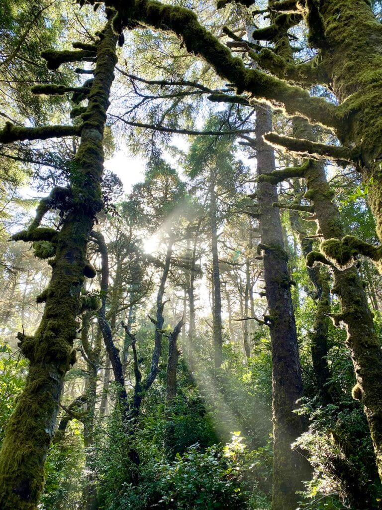 Thick dense forest scene along the Oregon Coast with moss covered trees in a jungle like setting.