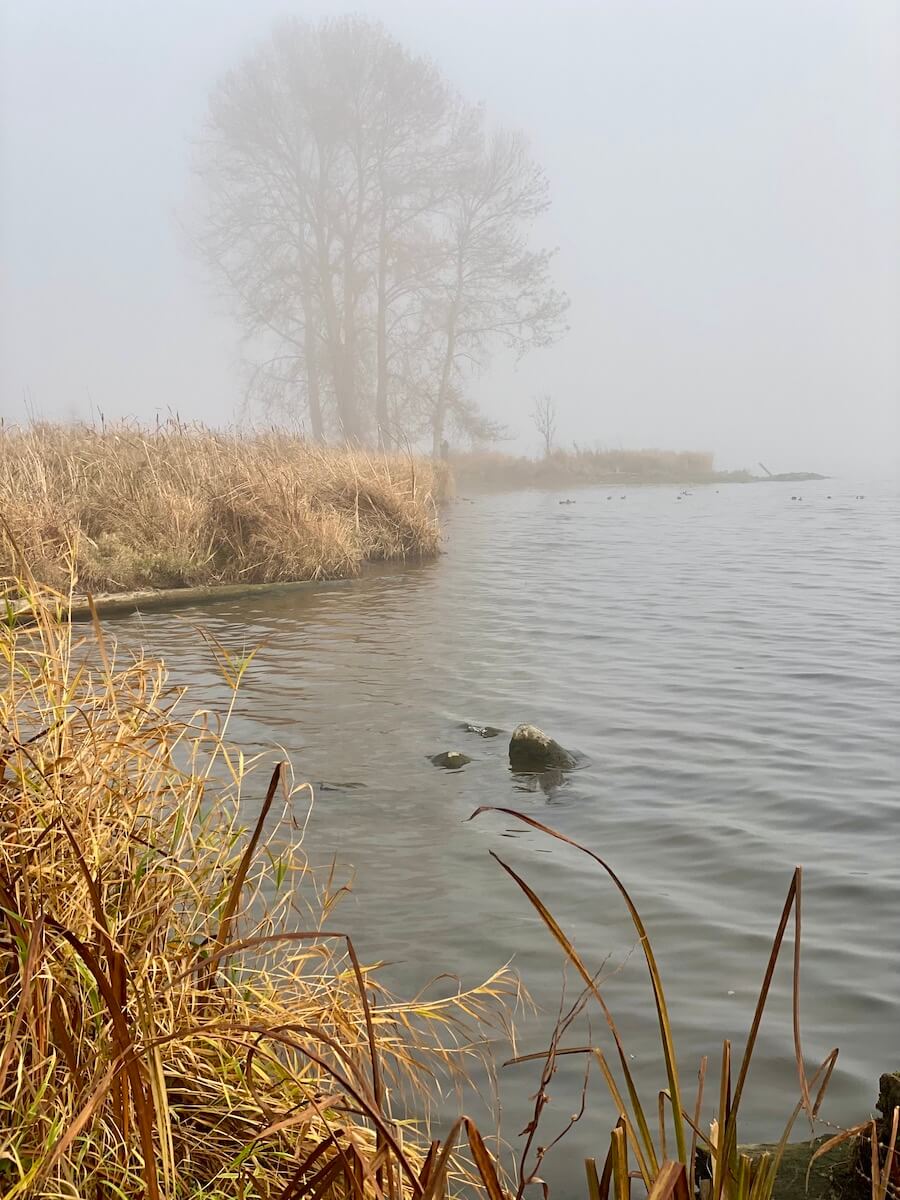 A misty lake scene with dried golden grasses leading up to the waters edge. In the distance through the mist are five deciduous trees clumped together.