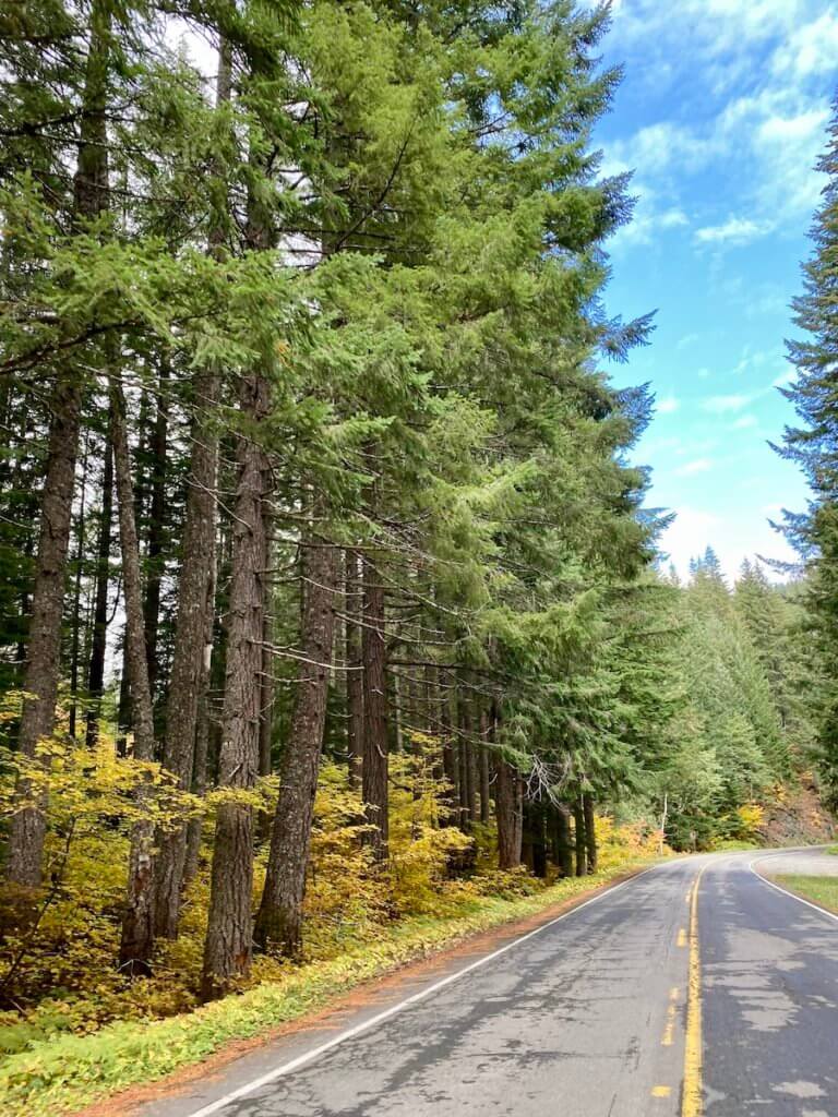 A road driving towards Mt. Rainier National Park. There is a yellow line in the middle of the paved road and tall fir trees reaching up to a blue sky.