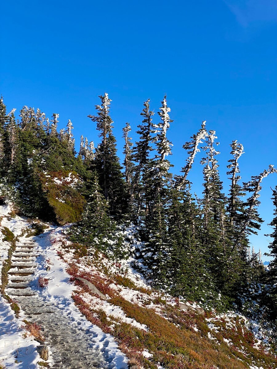 A trail rises up some steps already covered with ice and snow while thin fir trees rise up to a blue sky, covered in a light dusting of snow.