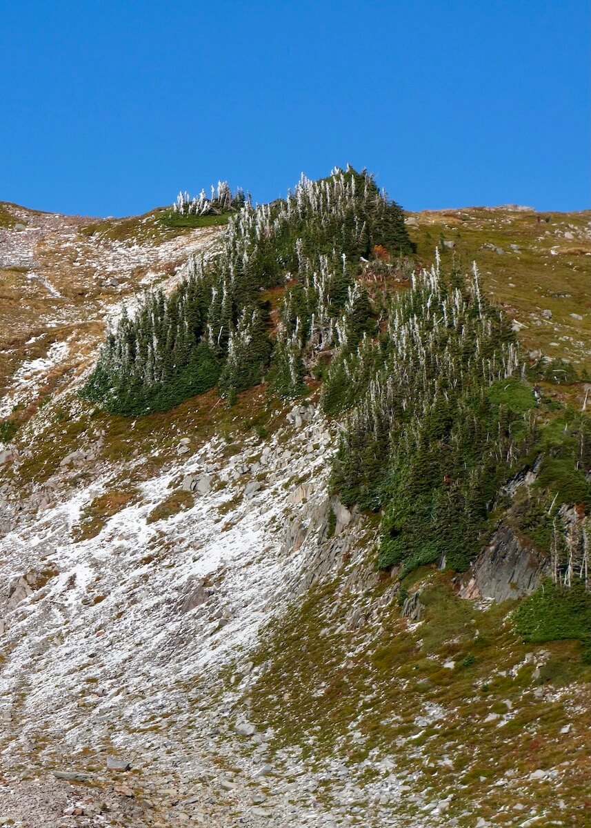 A slope near Paradise on Mt. Rainier shows the changing fall colors with a light dusting of snow. The sky is a bright blue above.