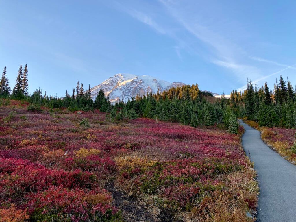A beautiful landscape of reds and oranges on the path leading up from Paradise on Mt. Rainier. The mountain is already covered with a dusting of snow which pops against the blue sky.
