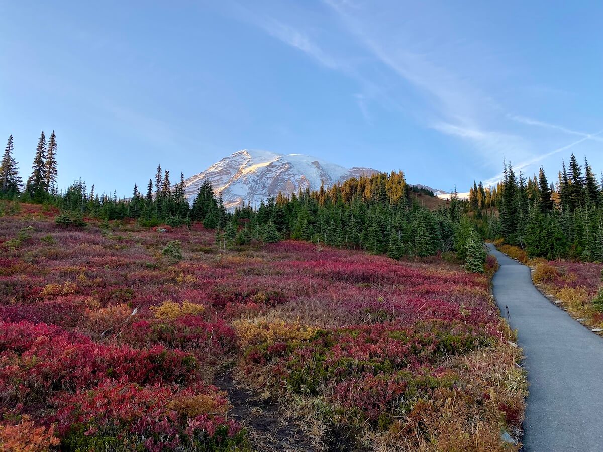 A beautiful landscape of reds and oranges on the path leading up from Paradise on Mt. Rainier. The mountain is already covered with a dusting of snow which pops against the blue sky.