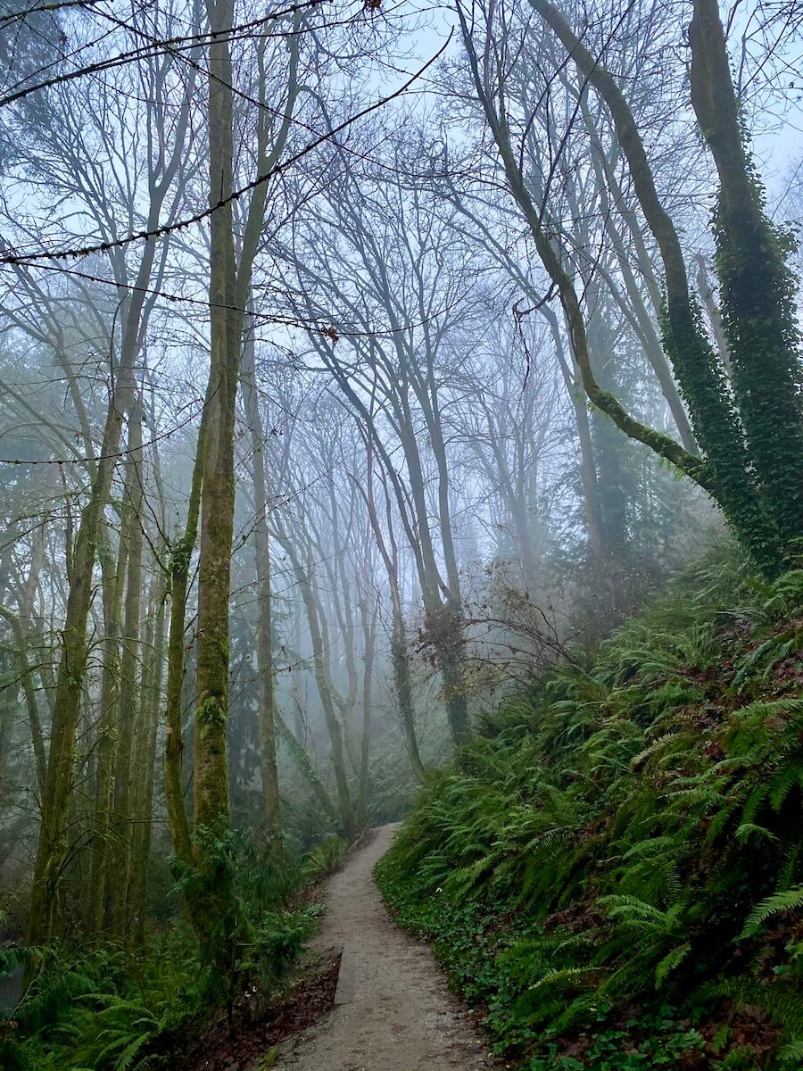 A misty forest shows trees without leaves and a steep bank covered in bright green sword ferns. There is ivy growing on one of the trunks of the tree and a hiking path continues up the hill.