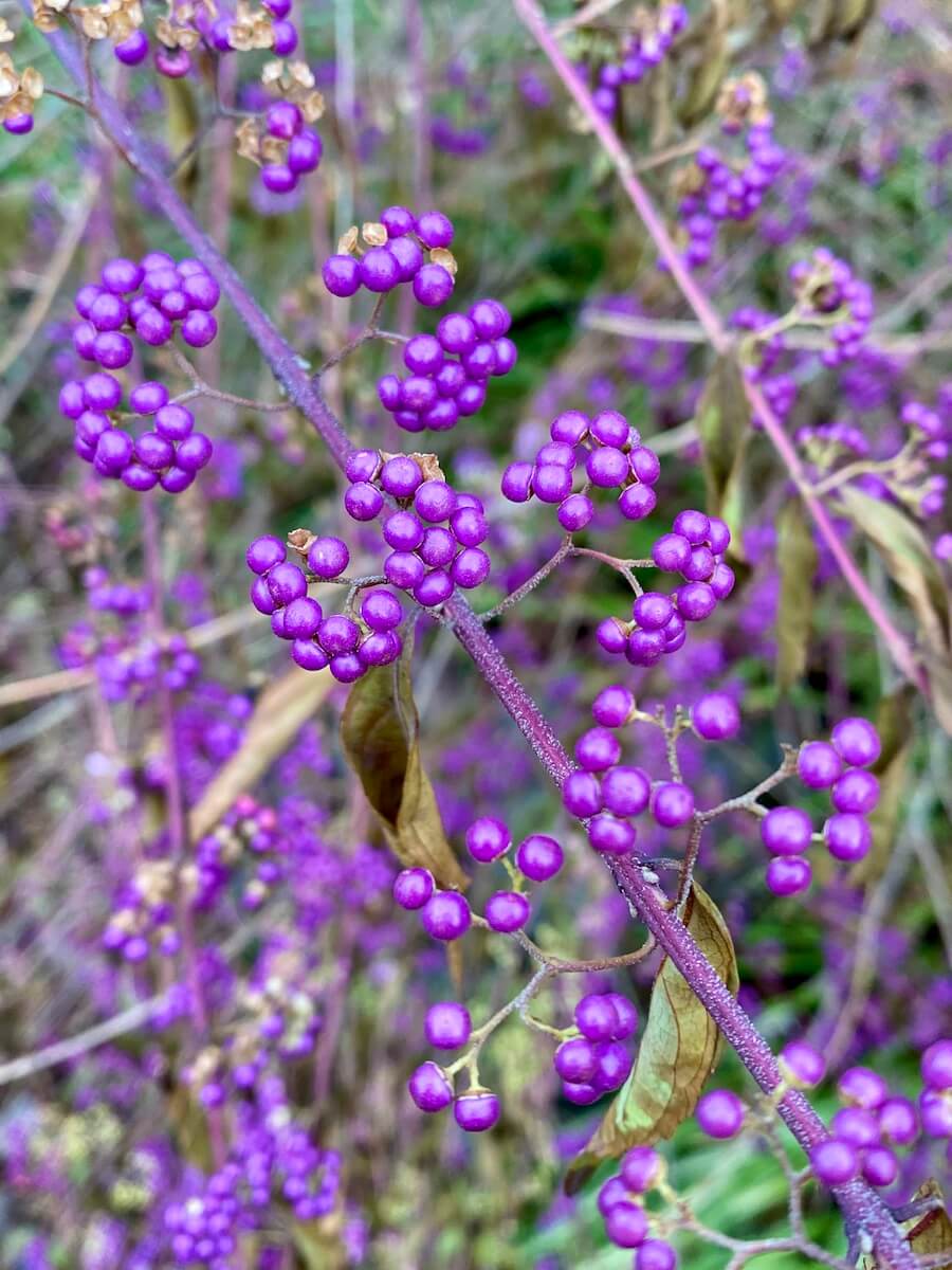 Bright purple barberry berries show a splash of color in this scene taken in Seattle in November. There are other bushes of different green and brown colors in the background.